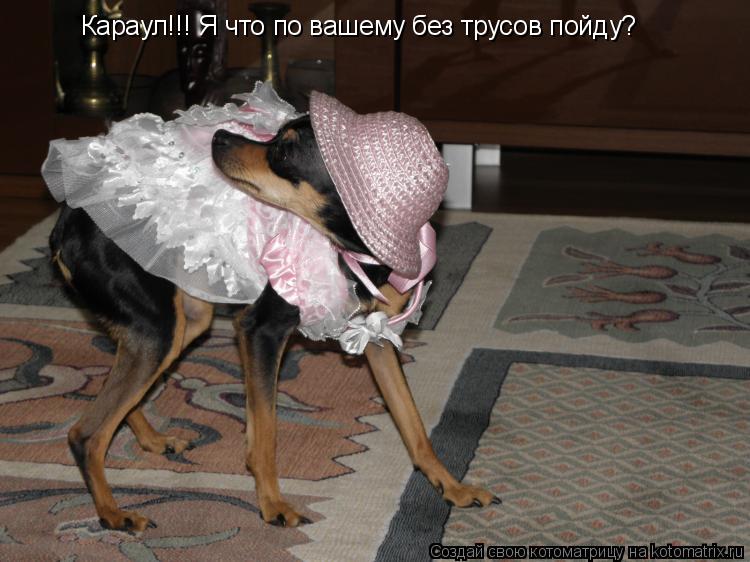 Караул!!! Я что по вашему без трусов пойду?... Котоматрица: Караул!!! Я что по вашему без трусов пойду?