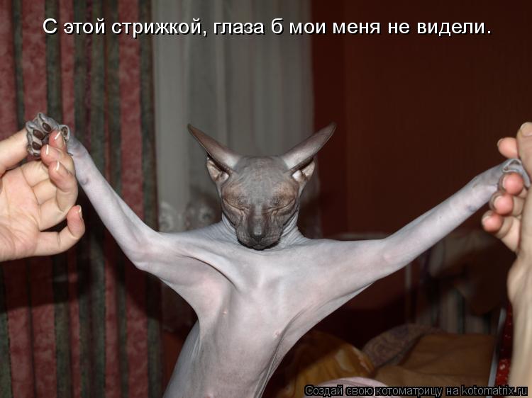 С этой стрижкой, глаза б мои меня не видели.... Котоматрица: С этой стрижкой, глаза б мои меня не видели.