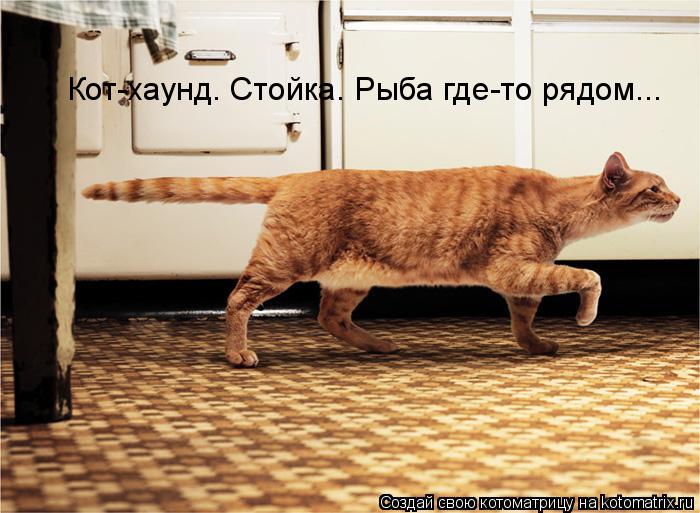 Кот-хаунд. Стойка. Рыба где-то рядом...... Котоматрица: Кот-хаунд. Стойка. Рыба где-то рядом...