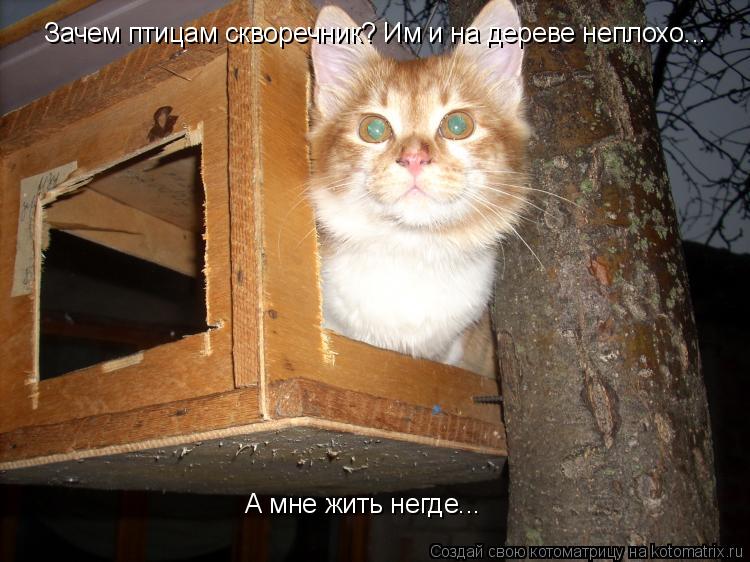 Зачем птицам скворечник? Им и на дереве неплохо... А мне жить негде...... Котоматрица: Зачем птицам скворечник? Им и на дереве неплохо... А мне жить негде...