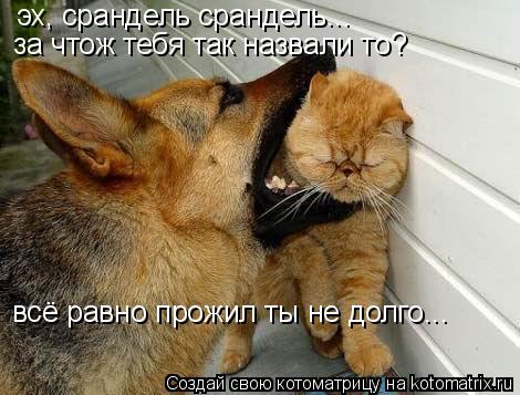 эх, срандель срандель... за чтож тебя так назвали то? всё равно прожил ты не долго...... Котоматрица: эх, срандель срандель... за чтож тебя так назвали то? всё равно прожил ты не долго...