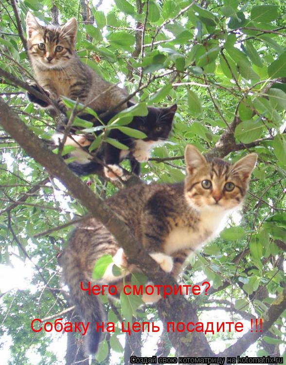 Чего смотрите? Собаку на цепь посадите !!!... Котоматрица: Чего смотрите? Собаку на цепь посадите !!!
