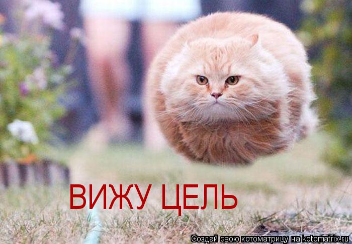 ВИЖУ ЦЕЛЬ... Котоматрица: ВИЖУ ЦЕЛЬ