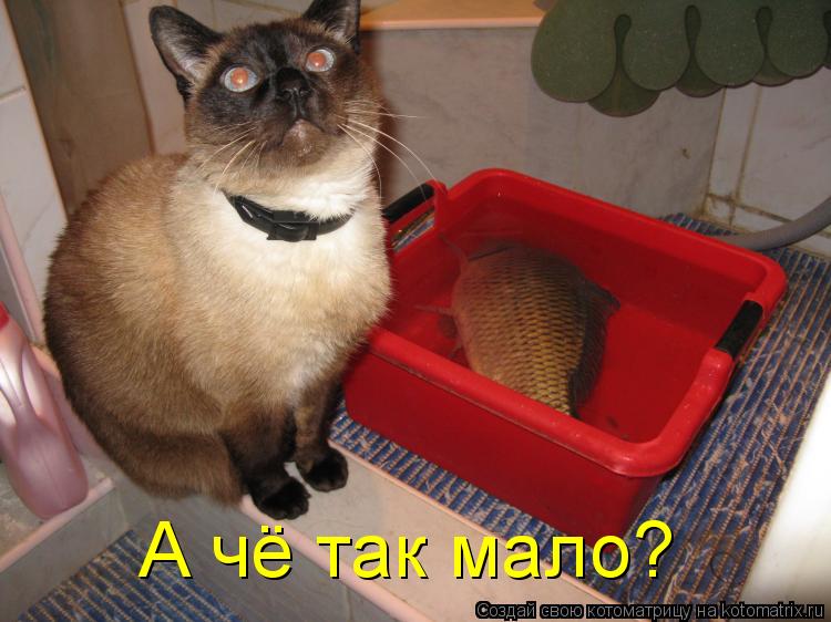 Котоматрица: А чё так мало?