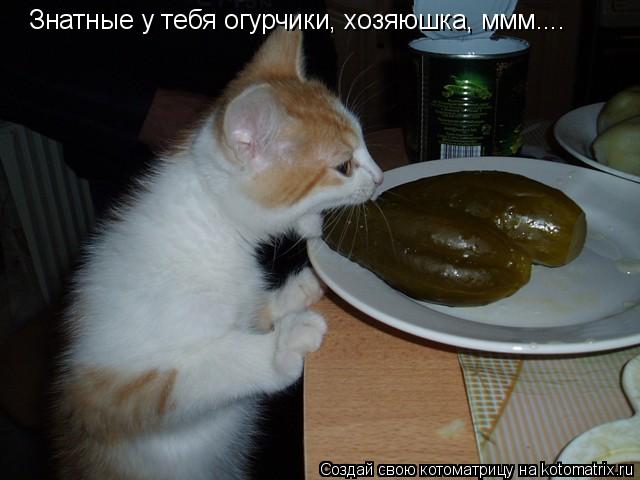 Котоматрица: Знатные у тебя огурчики, хозяюшка, ммм....