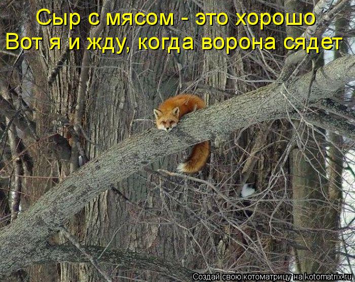 Котоматрица: Вот я и жду, когда ворона сядет Сыр с мясом - это хорошо