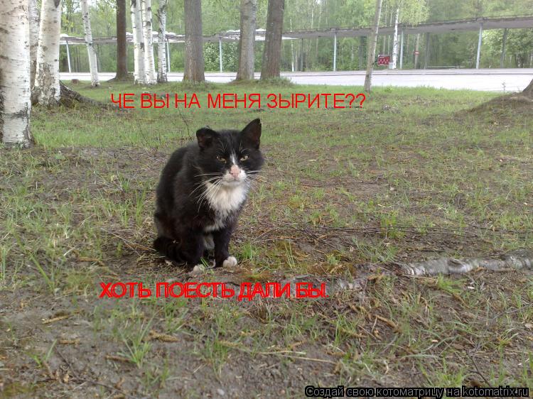Котоматрица: ЧЕ ВЫ НА МЕНЯ ЗЫРИТЕ?? ХОТЬ ПОЕСТЬ ДАЛИ БЫ. ХОТЬ ПОЕСТЬ ДАЛИ БЫ.