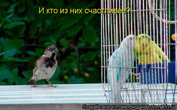 Котоматрица: И кто из них счастливее?