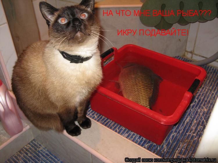 Котоматрица: НА ЧТО МНЕ ВАША РЫБА??? ИКРУ ПОДАВАЙТЕ!
