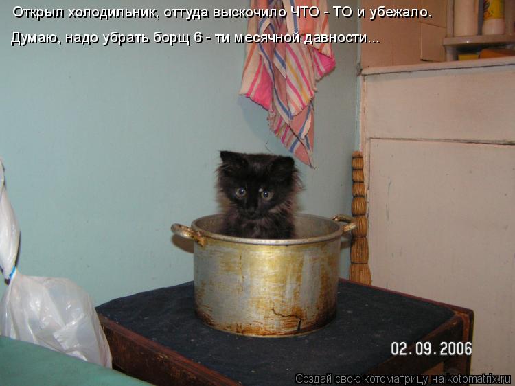 Котоматрица: Открыл холодильник, оттуда выскочило ЧТО - ТО и убежало. Думаю, надо убрать борщ 6 - ти месячной давности...