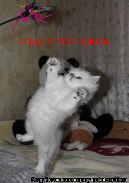 Котоматрица: СЛЫШ Я ТЕБЯ БОЮСЬ