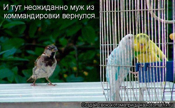 Котоматрица: И тут неожиданно муж из  коммандировки вернулся..