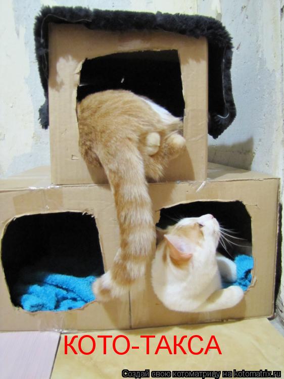 Котоматрица: КОТО-ТАКСА