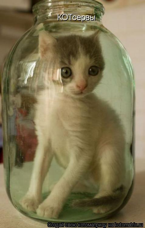 Котоматрица: КОТсервы