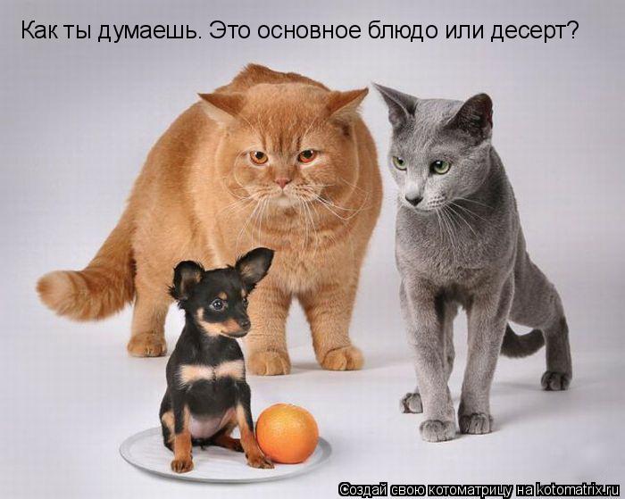 Как ты думаешь. Это основное блюдо или десерт?... Котоматрица: Как ты думаешь. Это основное блюдо или десерт?