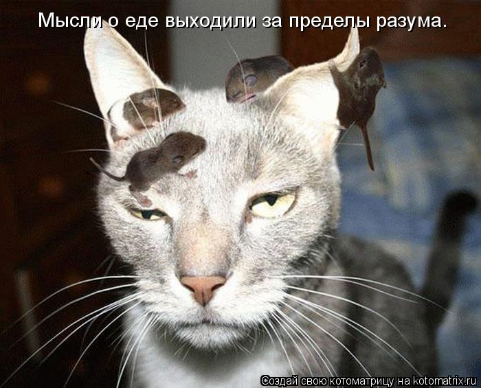 Мысли о еде выходили за пределы разума.... Котоматрица: Мысли о еде выходили за пределы разума.