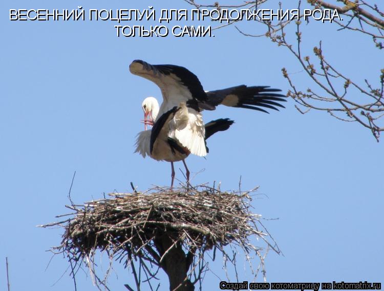 Котоматрица: ВЕСЕННИЙ ПОЦЕЛУЙ ДЛЯ ПРОДОЛЖЕНИЯ РОДА. ТОЛЬКО САМИ. ТОЛЬКО САМИ.