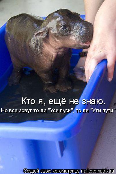 Кто я, ещё не знаю. Но все зовут то ли "Уси пуси", то ли "Ути пути".... Котоматрица: Кто я, ещё не знаю. Но все зовут то ли "Уси пуси", то ли "Ути пути".