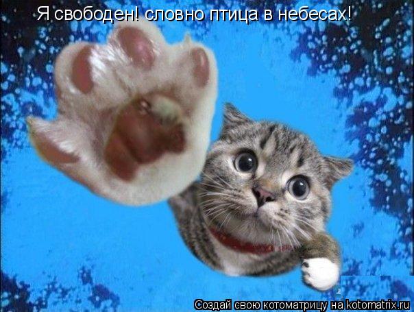 Я свободен! словно птица в небесах!... Котоматрица: Я свободен! словно птица в небесах!