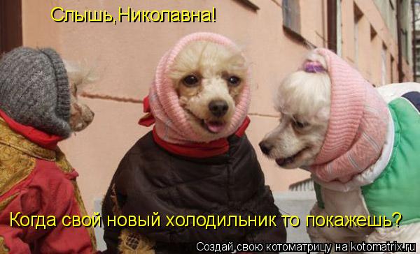 Слышь,Николавна! Когда свой новый холодильник то покажешь?... Котоматрица: Слышь,Николавна! Когда свой новый холодильник то покажешь?