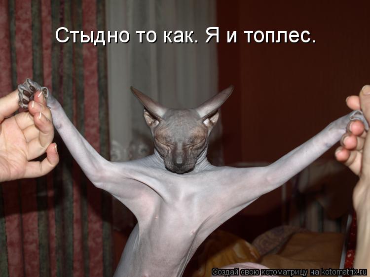 Стыдно то как. Я и топлес.... Котоматрица: Стыдно то как. Я и топлес.