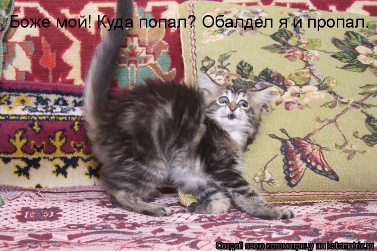 Боже мой! Куда попал? Обалдел я и пропал.... Котоматрица: Боже мой! Куда попал? Обалдел я и пропал.