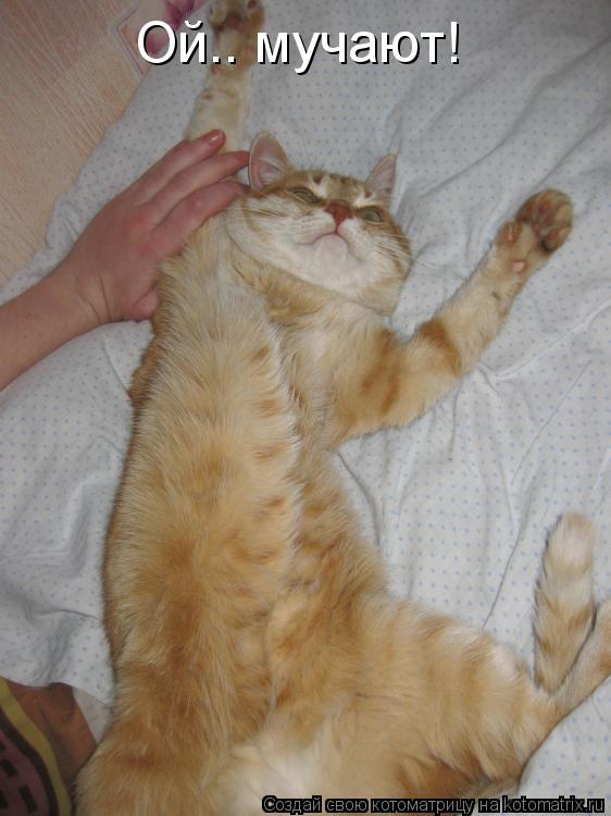 Ой.. мучают!... Котоматрица: Ой.. мучают!