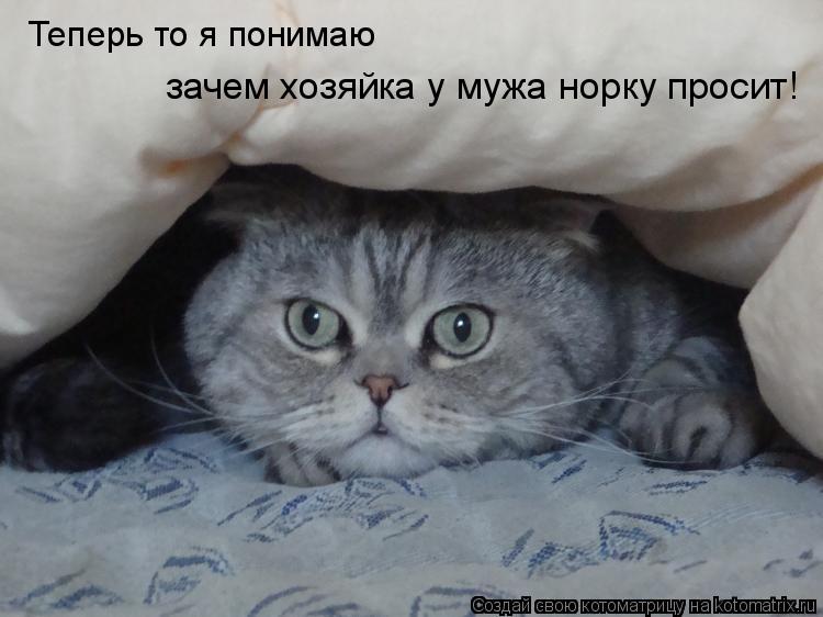 Котоматрица: Теперь то я понимаю зачем хозяйка у мужа норку просит!