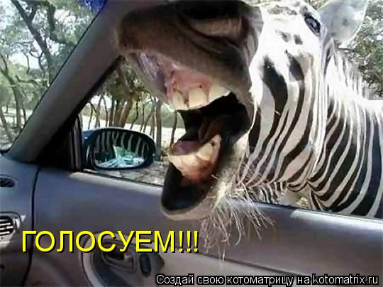 Котоматрица: ГОЛОСУЕМ!!!