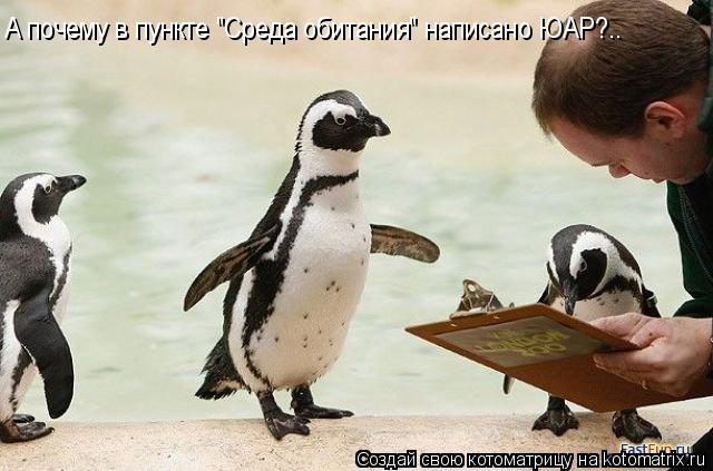 Котоматрица: А почему в пункте "Среда обитания" написано ЮАР?..