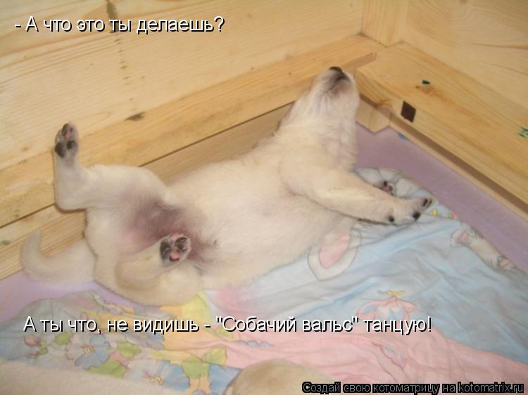 Котоматрица: - А что это ты делаешь? А ты что, не видишь - "Собачий вальс" танцую!