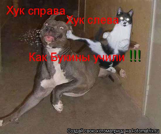 Котоматрица: Хук справа Хук слева Как Букины учили !!!