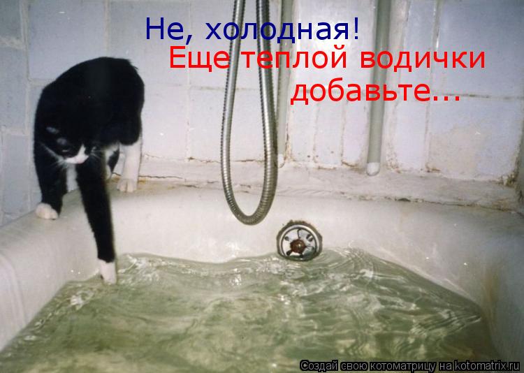 Не, холодная! Еще теплой водички добавьте...... Котоматрица: Не, холодная! Еще теплой водички добавьте...