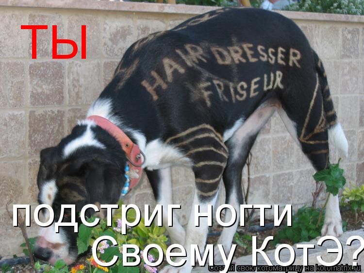 ТЫ подстриг ногти Своему КотЭ?... Котоматрица: ТЫ подстриг ногти Своему КотЭ?