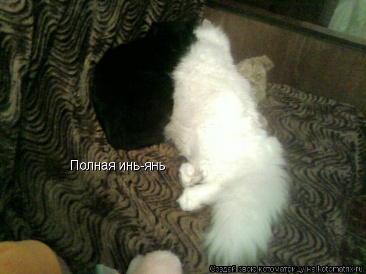 Котоматрица: Полная инь-янь