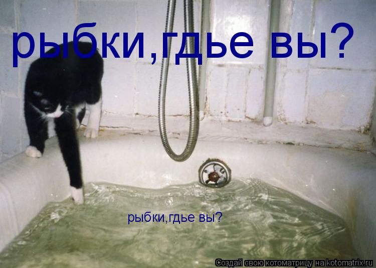 рыбки,гдье вы? рыбки,гдье вы?... Котоматрица: рыбки,гдье вы? рыбки,гдье вы?