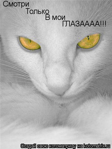 Смотри Только В мои ГЛАЗАААА!!!... Котоматрица: Смотри Только В мои ГЛАЗАААА!!!