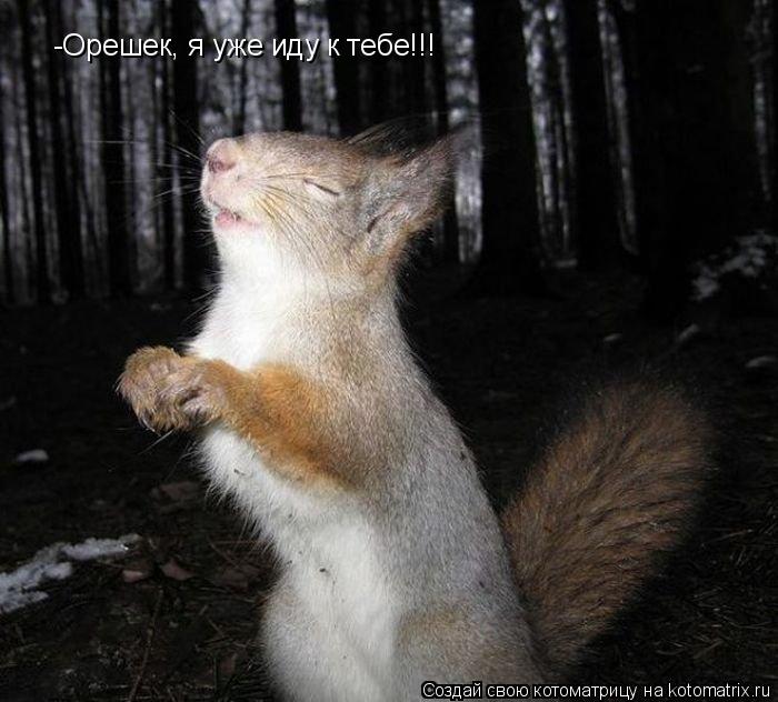 Котоматрица: -Орешек, я уже иду к тебе!!!