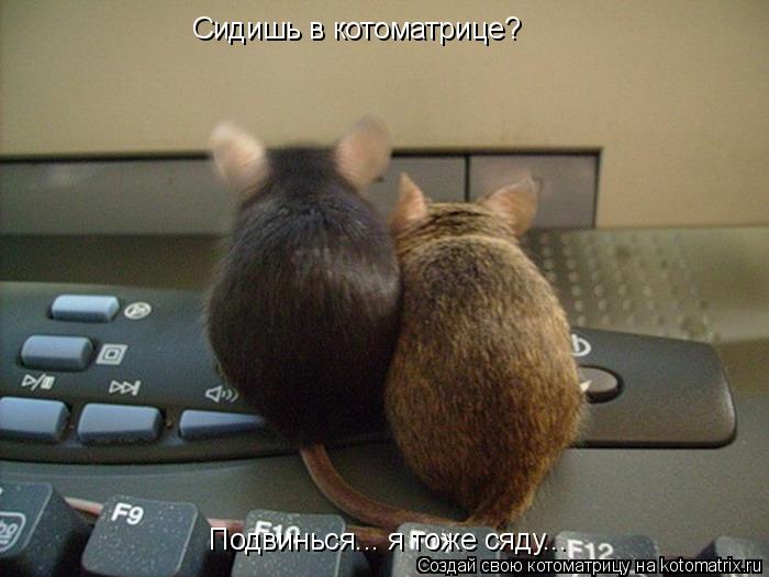 Котоматрица: Сидишь в котоматрице? Подвинься... я тоже сяду...