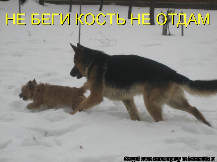 Котоматрица: НЕ БЕГИ КОСТЬ НЕ ОТДАМ
