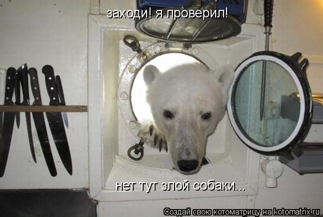 Котоматрица: заходи! я проверил! нет тут злой собаки...