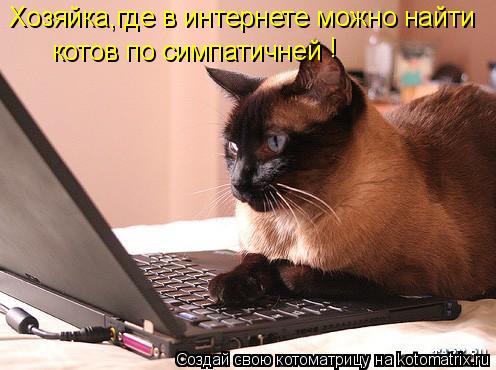 Котоматрица: Хозяйка,где в интернете можно найти котов по симпатичней !