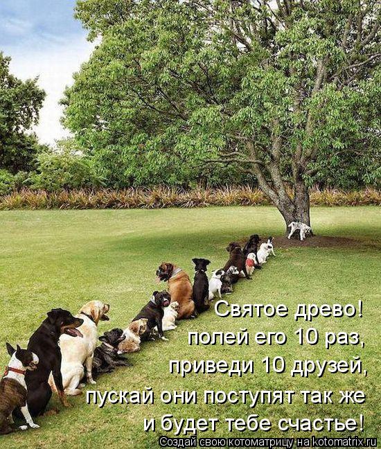 Котоматрица: полей его 10 раз, приведи 10 друзей, пускай они поступят так же и будет тебе счастье! Святое древо!