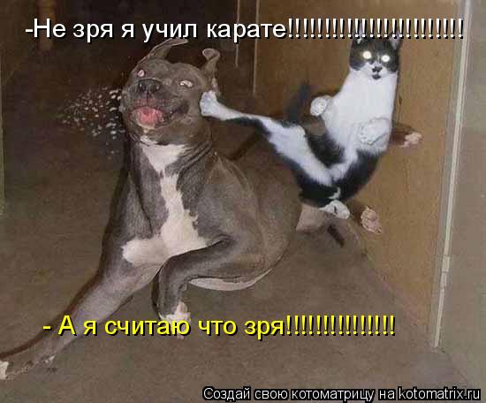 Котоматрица: -Не зря я учил карате!!!!!!!!!!!!!!!!!!!!!!!! - А я считаю что зря!!!!!!!!!!!!!!!