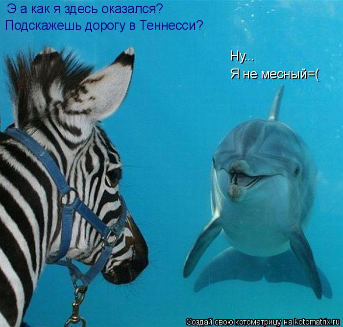 Котоматрица: Э а как я здесь оказался? Я не месный=( Подскажешь дорогу в Теннесси? Ну...
