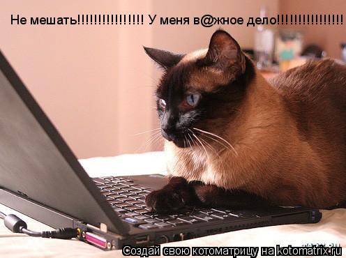 Котоматрица: Не мешать!!!!!!!!!!!!!!!! У меня в@жное дело!!!!!!!!!!!!!!!!!!