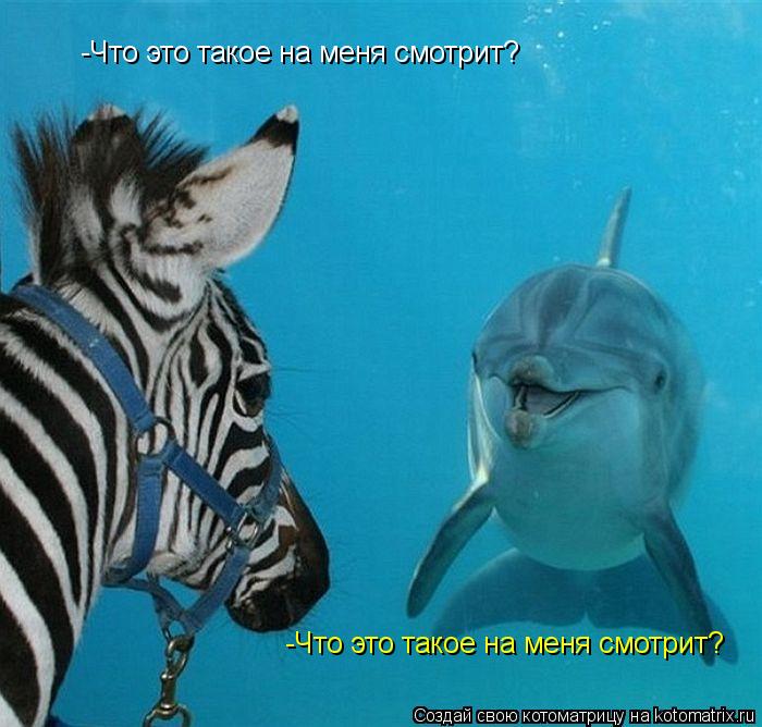 Котоматрица: -Что это такое на меня смотрит? -Что это такое на меня смотрит?
