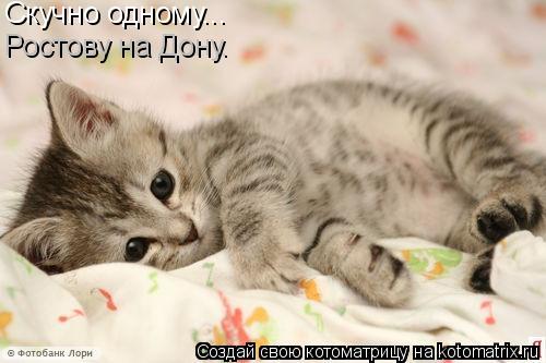 Котоматрица: Скучно одному... Ростову на Дону.