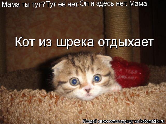 Котоматрица: Мама ты тут? Тут её нет. Оп и здесь нет. Мама! Кот из шрека отдыхает