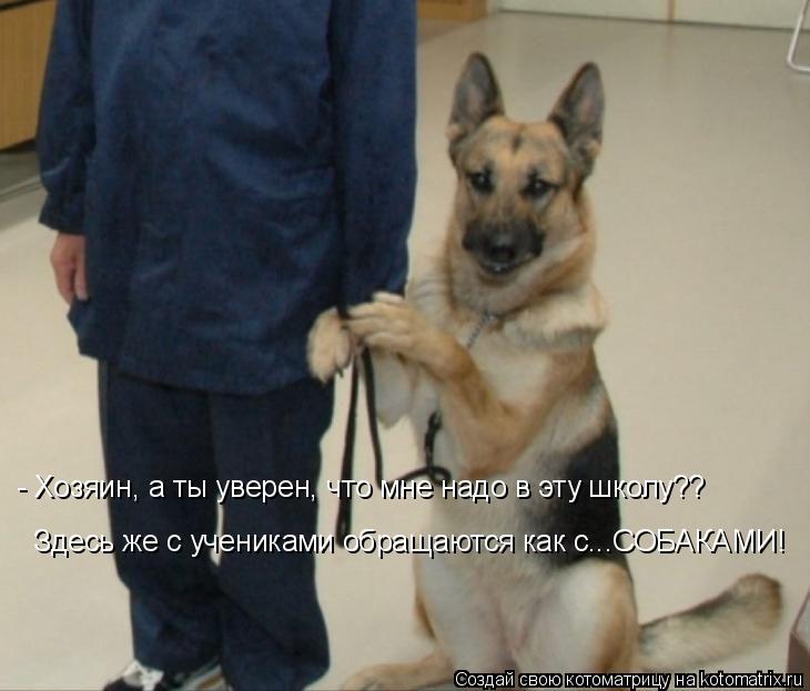Котоматрица: - Хозяин, а ты уверен, что мне надо в эту школу?? Здесь же с учениками обращаются как с...СОБАКАМИ!